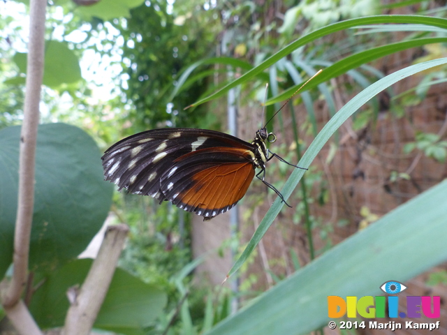 FZ007439 Black white and orange butterfly